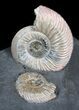 Iridescent Ammonite Fossils Mounted In Shale - x #38171-2